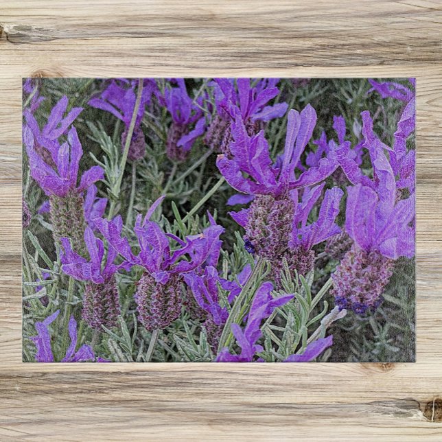 Spanska Blommigten Lavender Blooms (In Situ)