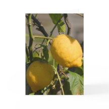 Spanska citron på träd Julkort
