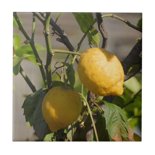 Spanska citrongrafik kakelplatta (Framsidan)