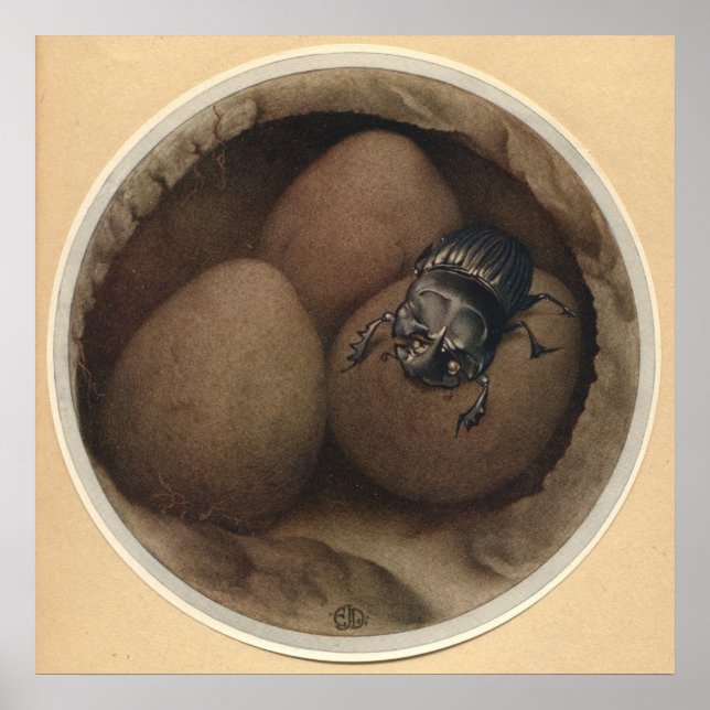 SPANSKA COPRIS - Insekt Bok illustration Poster (Framsidan)