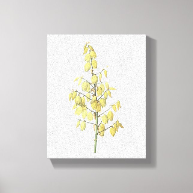 Spanska dolger (Yucca gloriosa) av Redouté Canvastryck (Framsida)