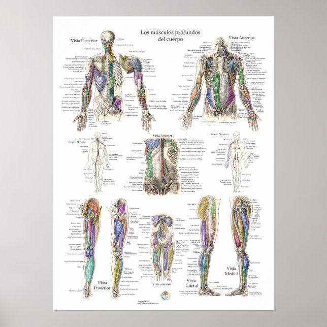 Spanska humana djupmuskelanatomi Poster (Framsidan)