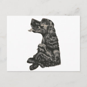 Spanska Hund Postcard Vykort