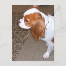 Spanska Hund Postcard Vykort