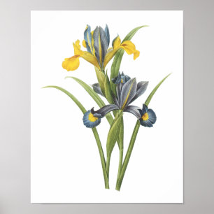 Spanska iris(Iris xiphium) av Redouté Poster