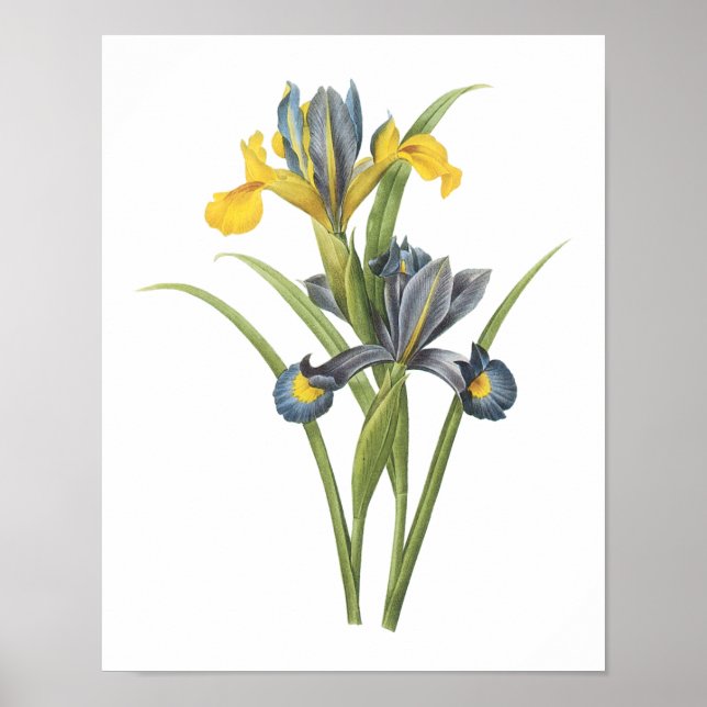 Spanska iris(Iris xiphium) av Redouté Poster (Framsidan)