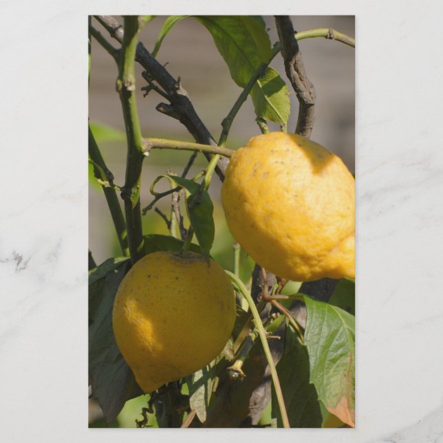 Spanska Lemon-grafik Brevpapper (Framsida)