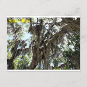 Spanska Moss Old South Postcard Vykort