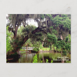 Spanska Moss Savannah Georgia-vykort Vykort