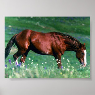 Spanska Mustang Poster