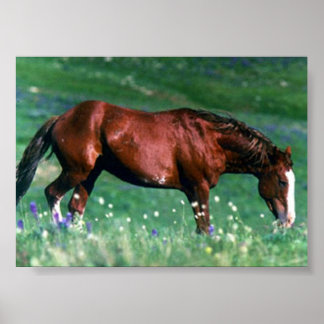 Spanska Mustang Poster