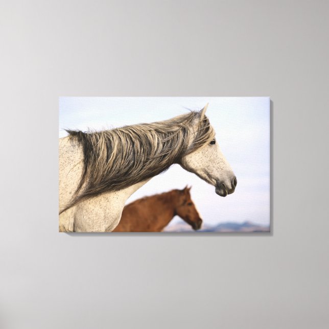 Spanska mustangs canvastryck (Framsida)