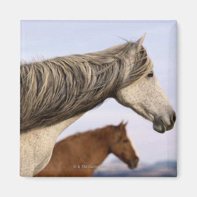 Spanska mustangs magnet (Framsidan)