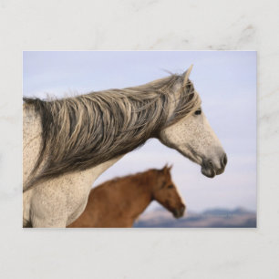 Spanska mustangs vykort