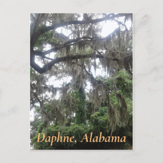 Spanska myss täckte ekar träd i Daphne, Alabama Vykort