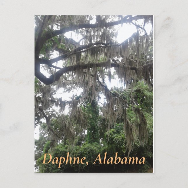 Spanska myss täckte ekar träd i Daphne, Alabama Vykort (Framsida)
