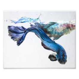 Spanska Stänk Betta Fish Fototryck