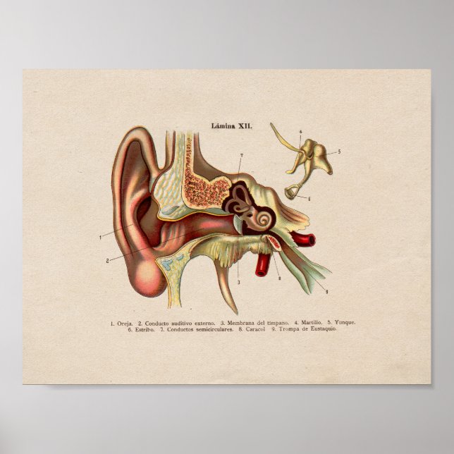 Spanska Vintagen Anatomy Print Ear Poster (Framsidan)