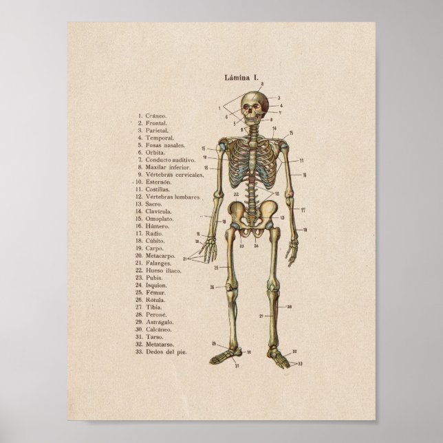 Spanska Vintagen Anatomy Print Skeleton Poster (Framsidan)