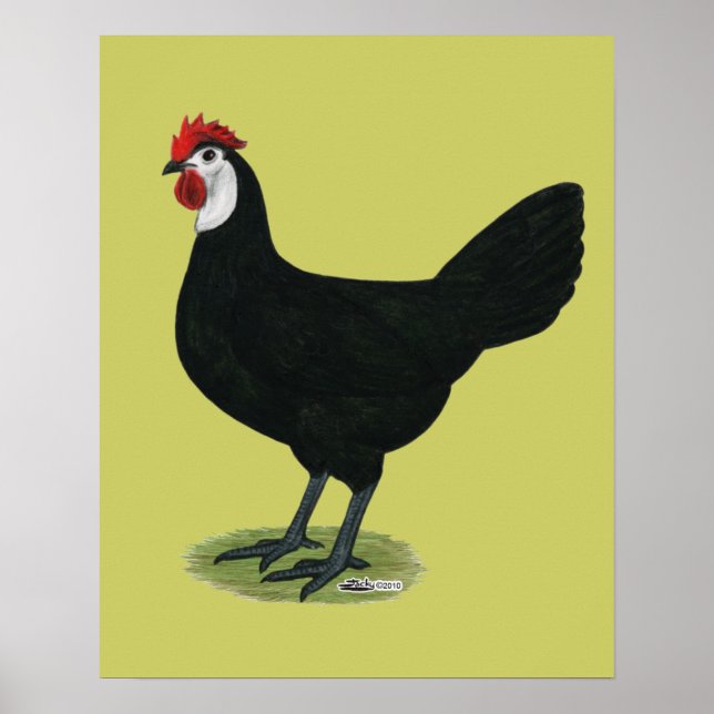 Spanska: Vit Hen Poster (Framsidan)