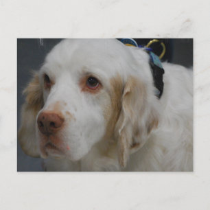 Spanskt vykort för Clumber Hund