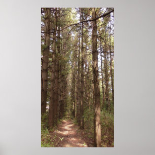 Spår i ett skogfoto i Gräs Träd Poster