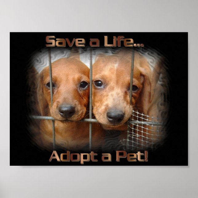 Spara a Life Adoption a Pet poster (Framsidan)