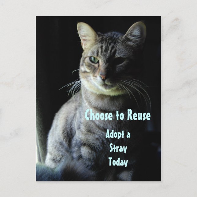 Spara A Life! Anta en skyddspapper! Vykort (Framsida)