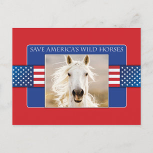 Spara America's Vild Horses Postcards Vykort
