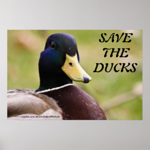Spara ankaaffischen poster