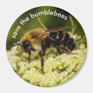 Spara av Bumblebees Pollinating Blommar Carrot Magnet