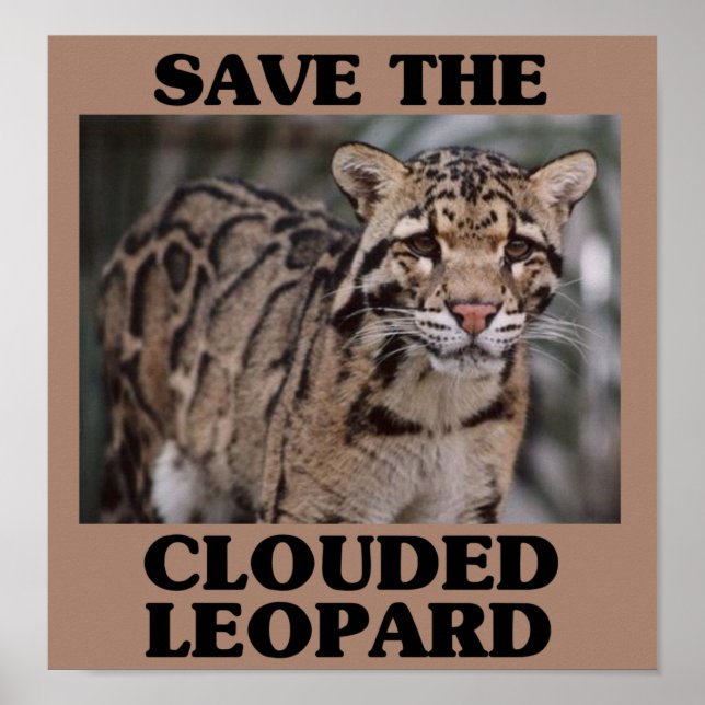 Spara av den Clouded Leopard Poster (Framsidan)