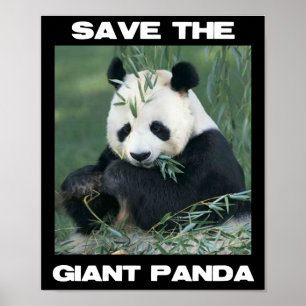 Spara av Giant Panda Poster