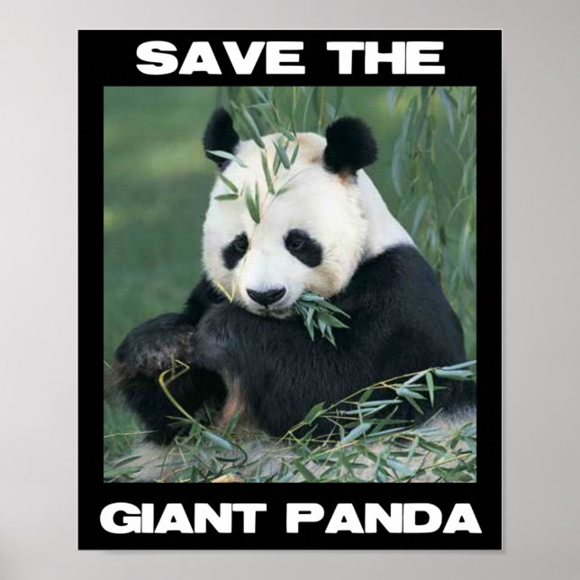 Spara av Giant Panda Poster (Framsidan)