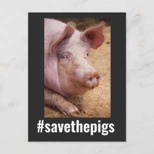 SPARA AV GRISAR GRIS VEGANSKA POSTKORT VYKORT