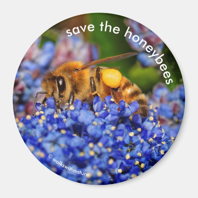 Spara av Honeybees Pollinating California Lilac Magnet (Framsidan)