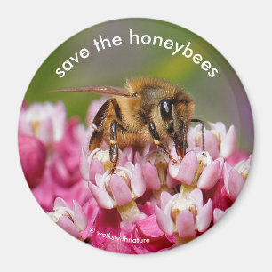 Spara av honungsbin som pollinerar Narrowleaf Milk Magnet