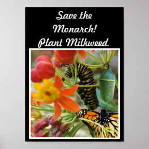 Spara av Monarch-Poster Poster