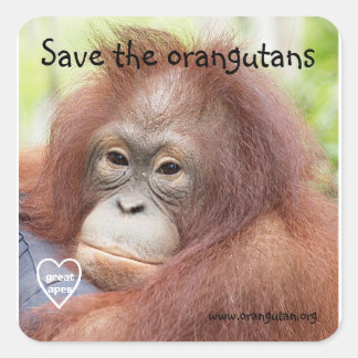 Spara av Orangutans Fyrkantigt Klistermärke