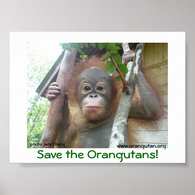 Spara av Orangutans Poster (Framsidan)