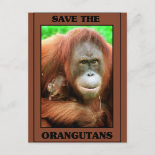 Spara av Orangutans Vykort