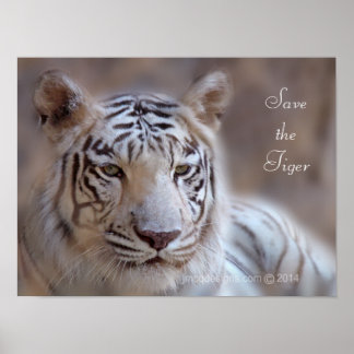 Spara av Tiger White Bengal Tiger Poster