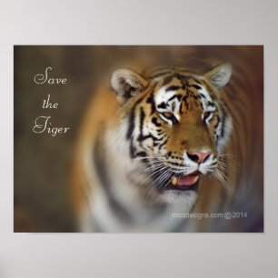 Spara av tigern Amur Sibiriska tigern Poster