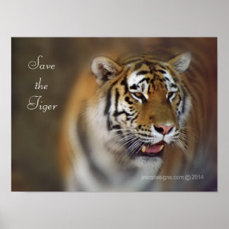 Spara av tigern Amur Sibiriska tigern Poster