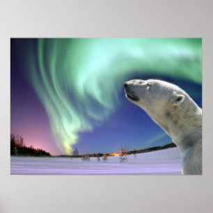 Spara av utrotningshotade Polar Poster