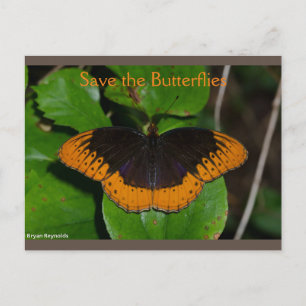 Spara av vykort för Butterflies Arkansas 2