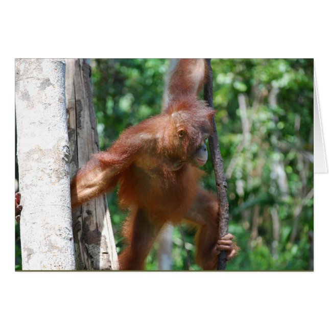 Spara Borneo Orangutan Wildlife Hälsningskort (Framsidan Horizontal)