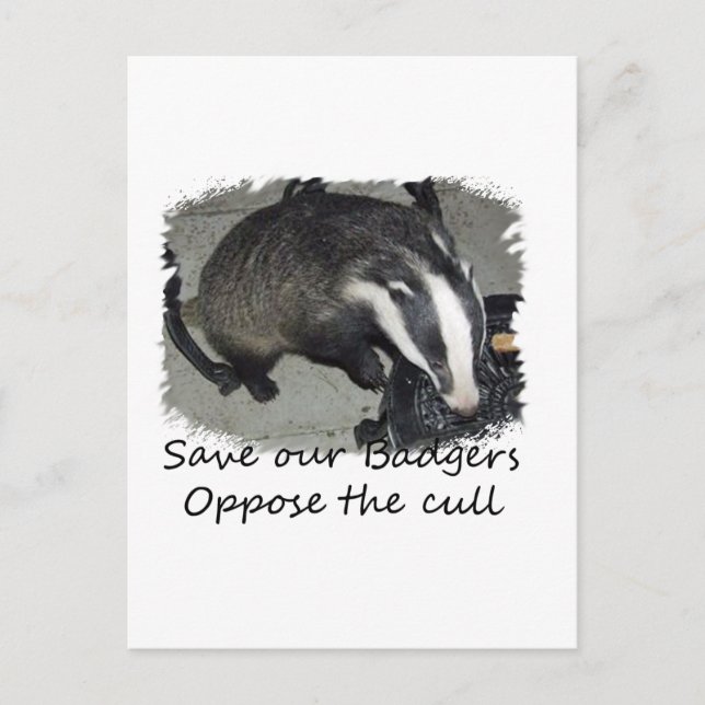 Spara British Badgers, motsätta sig grävlingen Vykort (Framsida)
