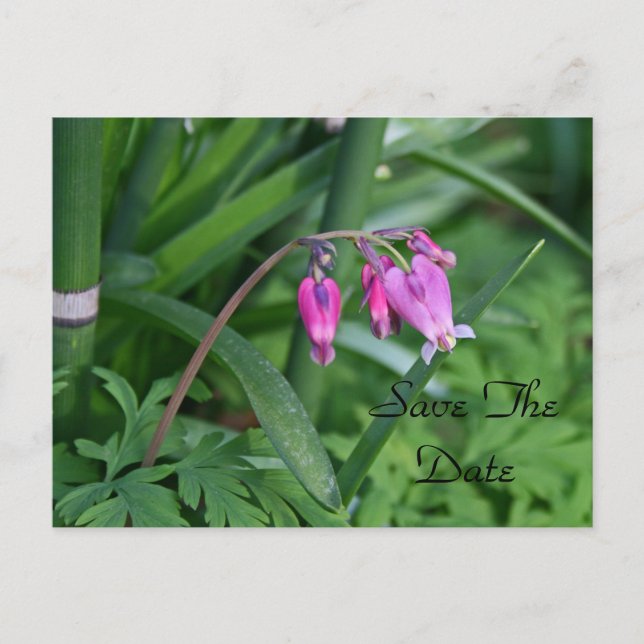 Spara datum postkort meddelande vykort (Framsida)