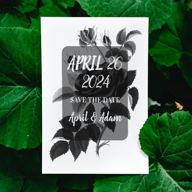 Spara datum svart och Vit ros botaniskt Spara Datumet (Skapare uppladdad)